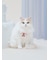 【CAT&DOG】【Birthday】スムーズィーバースデースタイ