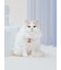 【CAT&DOG】【Birthday】スムーズィーバースデースタイ