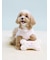 【CAT&DOG】【Birthday】ボーントイ