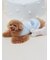 【CAT&DOG】【Birthday】ボーントイ