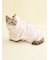 【CAT&DOG】【Birthday】スムーズィーケープ