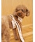 【CAT&DOG】背中あきハーネス