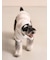 【CAT&DOG】スムーズィーXLサイズ２ボーダーフーディー