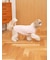【CAT&DOG】ベビモコXLサイズネッププルオーバー