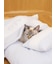 【CAT&DOG】ベビモコおふとんセットL