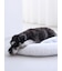 【CAT&DOG】ベビモコベッドL