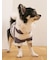 【CAT&DOG】スムーズィー２ボーダーフーディー