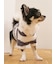 【CAT&DOG】スムーズィー２ボーダーフーディー