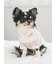 【CAT&DOG】スムーズィー２ボーダーフーディー