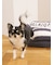 【CAT&DOG】ジェラートソファ型ベッドM