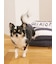 【CAT&DOG】ジェラートソファ型ベッドM