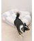 【CAT&DOG】ジェラートソファ型ベッドM