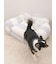【CAT&DOG】ジェラートソファ型ベッドM