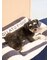 【CAT&DOG】ジェラートソファ型ベッドL