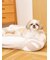 【CAT&DOG】ジェラートソファ型ベッドL