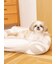 【CAT&DOG】ジェラートソファ型ベッドL