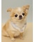 【CAT&DOG】サマーモチーフ柄Coolingネックリング