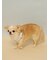 【CAT&DOG】サマーモチーフ柄Coolingネックリング