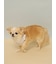 【CAT&DOG】サマーモチーフ柄Coolingネックリング
