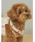 【CAT&DOG】サマーモチーフ柄Coolingネックリング
