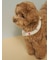 【CAT&DOG】サマーモチーフ柄Coolingネックリング
