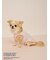 【PEANUTS】【CAT&DOG】【接触冷感】Coolingプルオーバー