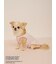 【PEANUTS】【CAT&DOG】【接触冷感】Coolingプルオーバー
