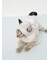 【CAT&DOG】スムーズィービーニー