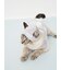 【CAT&DOG】スムーズィービーニー
