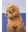 【HALLOWEEN】【CAT&DOG】パンプキンヘアクリップ