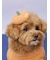 【HALLOWEEN】【CAT&DOG】パンプキンヘアクリップ