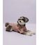 【CAT&DOG】シュナウザー柄カットソープルオーバー