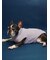 【CAT&DOG】ベビモコフレンチブルドッグ柄プルオーバー