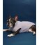 【CAT&DOG】ベビモコフレンチブルドッグ柄プルオーバー