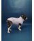 【CAT&DOG】ベビモコフレンチブルドッグ柄プルオーバー