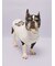 【CAT&DOG】ベビモコフレンチブルドッグ柄プルオーバー