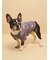 【CAT&DOG】フレンチブルドッグ柄カットソープルオーバー