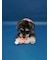 【CAT&DOG】スペースシップトイ