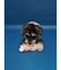 【CAT&DOG】スペースシップトイ