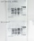 フリルカラーブラウス
