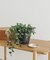 amabro　ART STONE SS BK