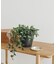 amabro　ART STONE SS BK