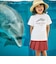 【 速乾 】【神戸須磨シーワールド×BeBe】シャチ・イルカ 図鑑風半袖Tシャツ(80~140cm)