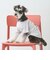 【リンク】【DOG】乗り物アップリケTシャツ