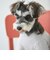 【リンク】【DOG】乗り物アップリケTシャツ
