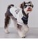 【リンク】【DOG】ベースボールシャツ