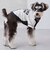 【リンク】【DOG】ベースボールシャツ