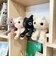 ぬいぐるみ ネイル猫シリーズ  クロ 人形 インテリア キッズ ギフト