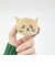 ピタリーヌ 茶トラ猫こまり マグネット 文具