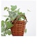 【当商品送料無料】光触媒 観葉植物 通販 フェイクグリーン おしゃれ 壁掛け フェイク 造花 吊り下げ ハンギング フック 壁 消臭 抗菌 防カビ